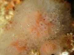 Morchellium argus