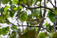 Phylloscopus examinandus