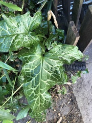 Arum italicum