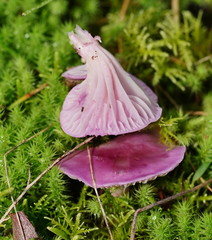 Hygrocybe cheelii