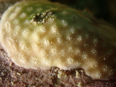 Disporella hispida