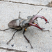 Lucanus - Photo (c) Жёлтый Птиц, some rights reserved (CC BY-NC), uploaded by Жёлтый Птиц