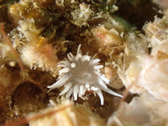 Actinothoe sphyrodeta