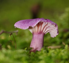 Hygrocybe cheelii