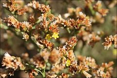 Limonium australe