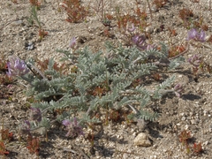 Astragalus andersonii