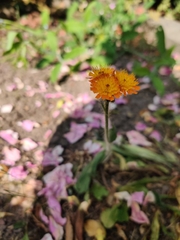 Pilosella aurantiaca