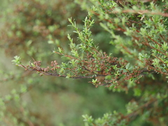 Kunzea amathicola