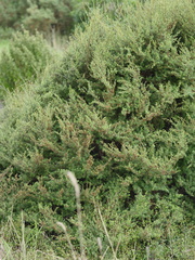 Kunzea amathicola