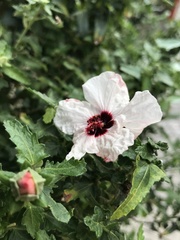 Anisodontea capensis