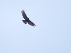 Nisaetus cirrhatus limnaeetus