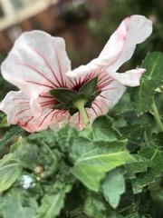 Anisodontea capensis