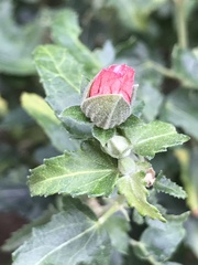 Anisodontea capensis