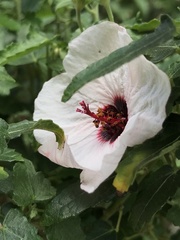 Anisodontea capensis
