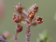Kunzea amathicola