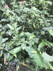 Anisodontea capensis