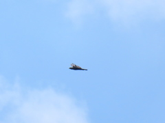 Nisaetus cirrhatus limnaeetus