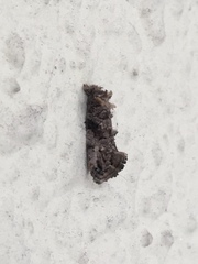 Lepidoptera