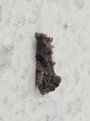 Lepidoptera