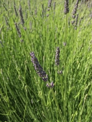 Lavandula angustifolia