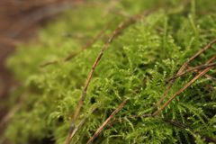 Eurhynchium muriculatum
