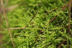 Eurhynchium muriculatum