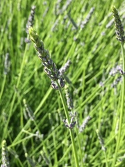 Lavandula angustifolia