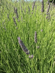 Lavandula angustifolia