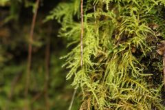Eurhynchium muriculatum