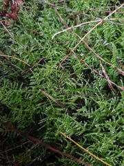 Eurhynchium muriculatum