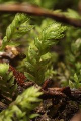 Fissidens asplenioides