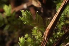 Fissidens asplenioides