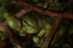 Fissidens asplenioides