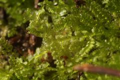 Ceramanus clatritexta