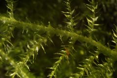 Eurhynchium muriculatum