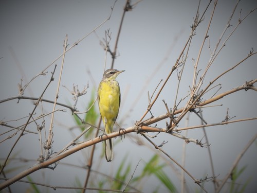 Lavandera de Chukotka (Motacilla tschutschensis)