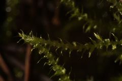 Eurhynchium muriculatum