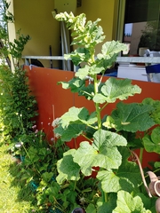 Brassica oleracea gongylodes