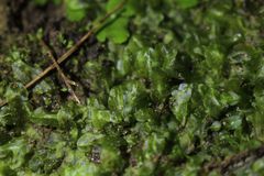 Symphyogyna podophylla