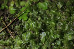 Symphyogyna podophylla