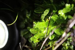 Symphyogyna podophylla