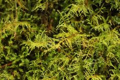 Thuidiopsis sparsa