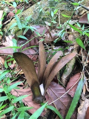 Dipterocarpus hasseltii