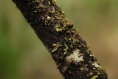 Frullania falciloba