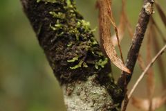 Frullania falciloba