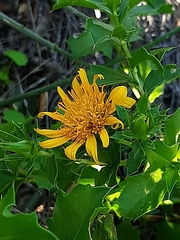 Berkheya spinosa