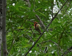 Carpodacus erythrinus grebnitskii