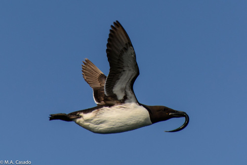 Guillemot de Troïl