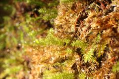 Racopilum cuspidigerum