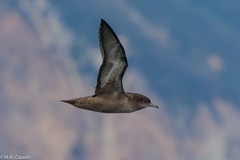 Short-Tailed Shearwater photo 2